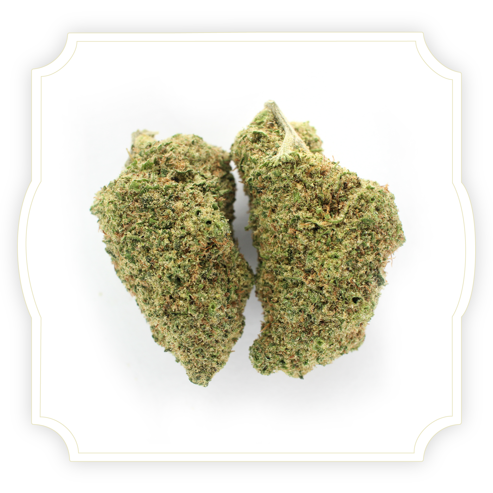 Ice Cream Cake CBD bud close up on white background